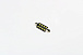 Светодиодная лампа C5W (T11x39) 12V 8 SMD LED White 