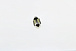Светодиодная лампа C5W (T11x39) 12V 8 SMD LED White 